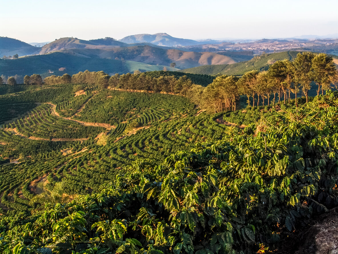 Hochland-Kaffe-Landschaft